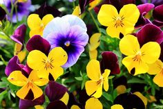 purple and yellow pansies are growing in the garden