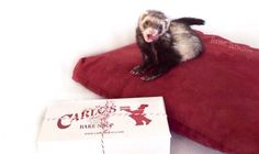 a ferret sitting on top of a pillow next to a box