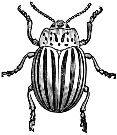 a beetle is shown in this black and white drawing, it appears to be an insect with