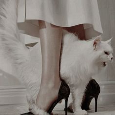 a white cat standing next to a woman in high heels