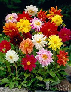 a bunch of flowers that are sitting on some rocks in the grass with trees in the background