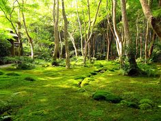 a lush green forest filled with lots of trees and moss growing on the ground in front of