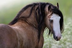 a brown and white horse standing on top of a lush green field next to tall grass