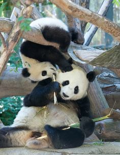 two panda bears sitting on top of each other in a zoo enclosure, one eating bamboo