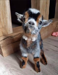 a small brown and black dog standing on top of a wooden floor next to a piece of wood