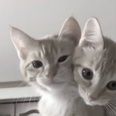 two white kittens sitting next to each other