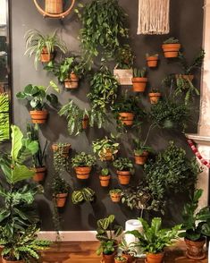 a wall filled with lots of potted plants