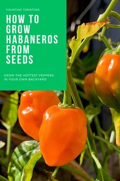 three orange peppers growing on a plant with the title how to grow habaneros from seeds