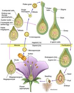 the stages of flower reproduction in plant life, including stigmas and stipulations