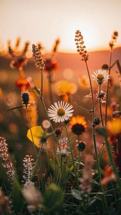 the sun is setting behind some wildflowers in a field with grass and flowers