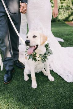 a bride and groom walking their dog down the grass with flowers in their collars