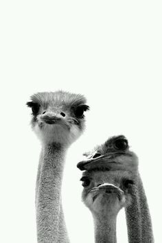 two ostriches standing next to each other in front of a white sky background