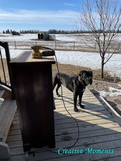 a black dog standing on top of a wooden deck