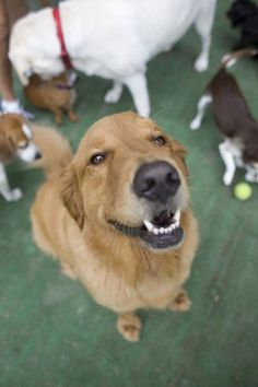 there are many dogs that are standing in the same group and one is looking up at the camera