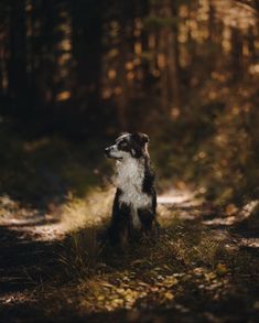 a black and white dog sitting in the middle of a forest