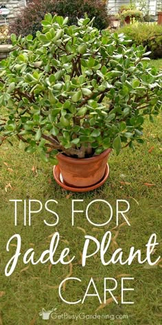 a potted plant with the words tips for jade plant care