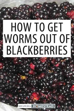 blackberries in a bag with the words how to get worms out of blackberries