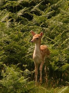 a small deer standing in the middle of some tall grass and plants with its eyes closed