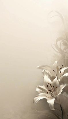 a white flower is in the middle of an artistic photo