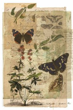 an image of butterflies and flowers on old paper