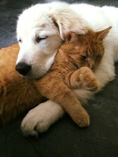 an orange and white dog laying on the ground with its head on a cat's chest