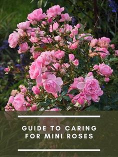 pink roses with the words guide to caring for mini roses