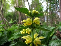 the yellow flowers are blooming in the forest