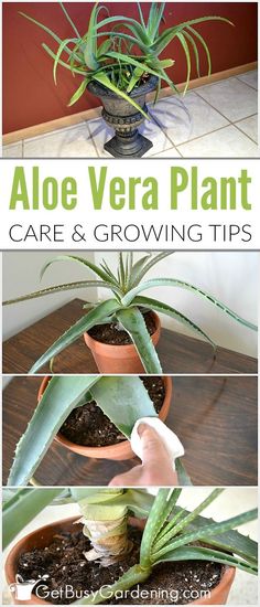 aloe vera plant care and growing tips