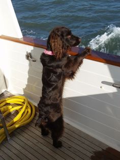 a dog standing on its hind legs looking out at the water from a boat's deck