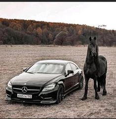 a horse standing next to a car in a field