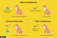 In chapter 6, Ettinger (2019, pg. 220-255), writes about the process of learning through conditioning. Ettinger describes the classical conditioning discovered by Ivan Pavlov. When Pavlov was in his lab studying the digestion of animals, he noticed that when he would ring a bell, the animal's mouth would salivate, despite a lack of food (Ettinger, 2018, p.223). He discovered that animals, including humans, can be trained through a series of stimuli associations. The photo I chose illustrates the steps in a simple way. Pavlov's theories on learning revolutionized psychology and are still used today. This chapter provides practical and applicable knowledge for daily life. Companies employ Pavlovian conditioning constantly to condition the consumer's mind and make them want to buy products. Ivan Pavlov Classical Conditioning, Lcsw Exam Prep, Lcsw Exam, Classical Conditioning, Psychology Study, Studying Psychology, General Psychology, Random Knowledge, Operant Conditioning