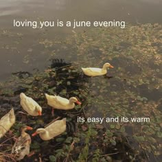 some ducks are swimming in the water and one is saying loving you is a june evening it's easy and its warm