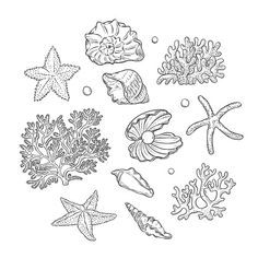 sea animals and corals in black and white stock photo - image 349874