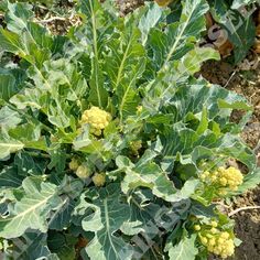 a plant with green leaves and yellow flowers in dirt area next to plants on the ground