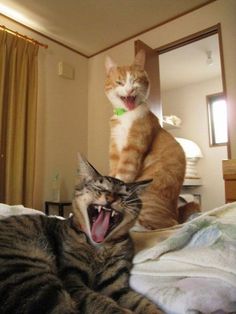 two cats sitting on top of a bed next to each other with their mouths open