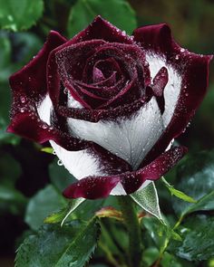 a red and white rose with water droplets on it