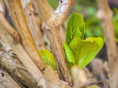 a green leafy plant growing in the middle of some dead grass and sticks with other plants behind it