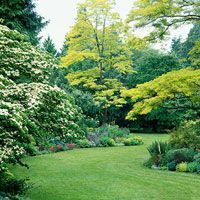 a lush green yard with trees and bushes