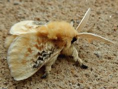 a close up of a moth on the ground with its wings spread out and it's eyes closed