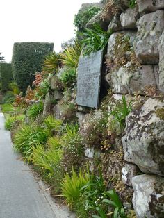 a stone wall with plants growing on it