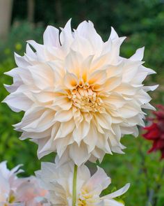 a large white flower with yellow center surrounded by other flowers in the background and greenery