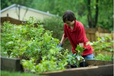 a young boy is working in the garden