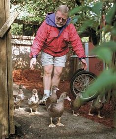 Raising Animals as Gardening Allies Garden Ducks, New Zealand Rabbits, Permaculture Garden, Raising Ducks, Urban Farm, Garden Area, Urban Homesteading, Mini Farm, Fine Gardening