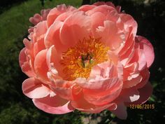 a large pink flower with yellow stamen in the center and green grass behind it