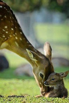 a baby deer is laying down next to an adult deer