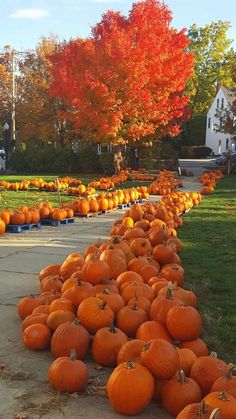 many pumpkins are lined up on the sidewalk