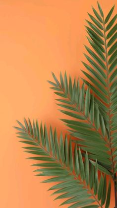 a palm tree branch against an orange background