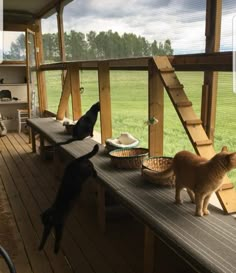 two cats on a porch looking out at the grass and one cat is eating from a bowl