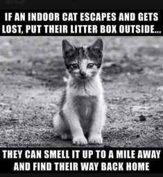 a kitten sitting on top of a dirt field next to a sign that says, if an indoor cat escapes and gets lost, put their litter box outside