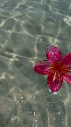 a pink flower floating on top of water